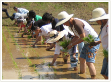 田植え